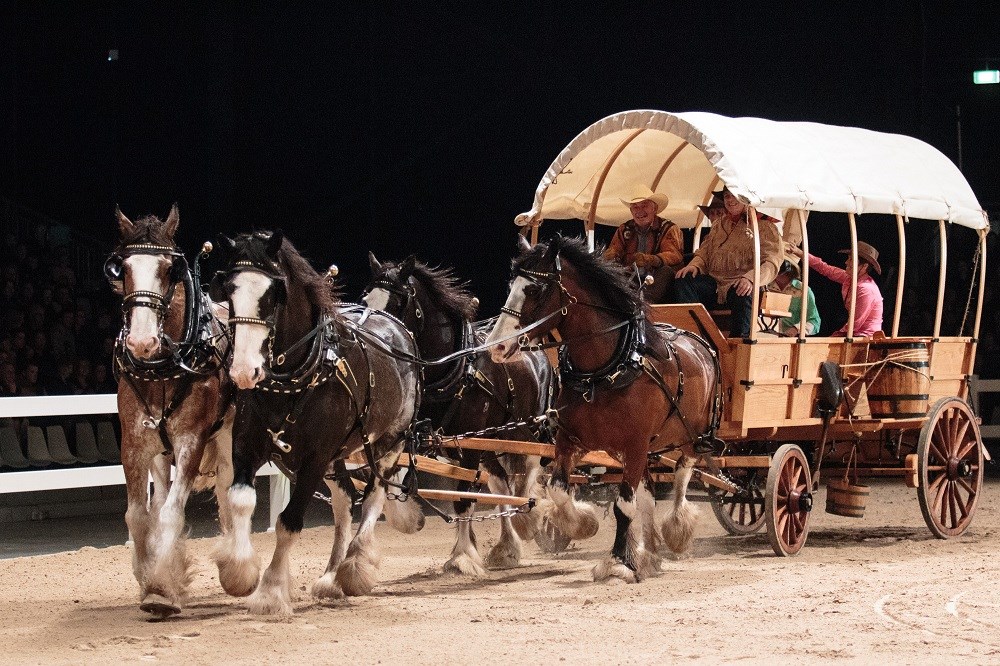Pirongia Clydesdales open the Equidays Night Show